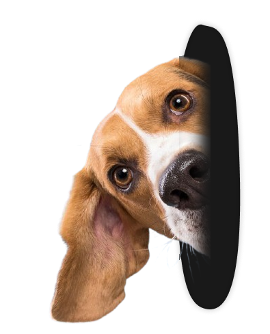 contacto tienda de mascotas